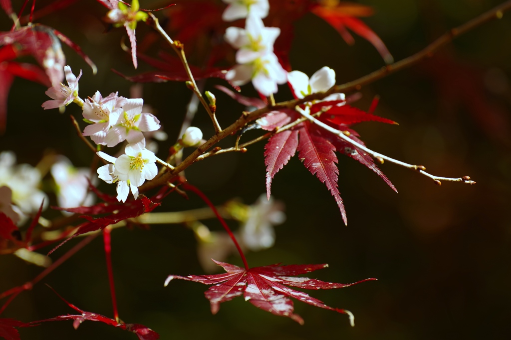 四季桜③　桜ともみじ