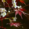 四季桜③　桜ともみじ