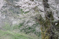 駒つなぎの桜③