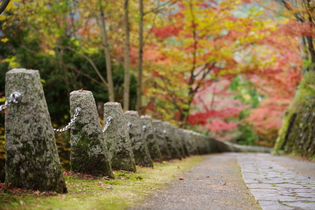 紅葉
