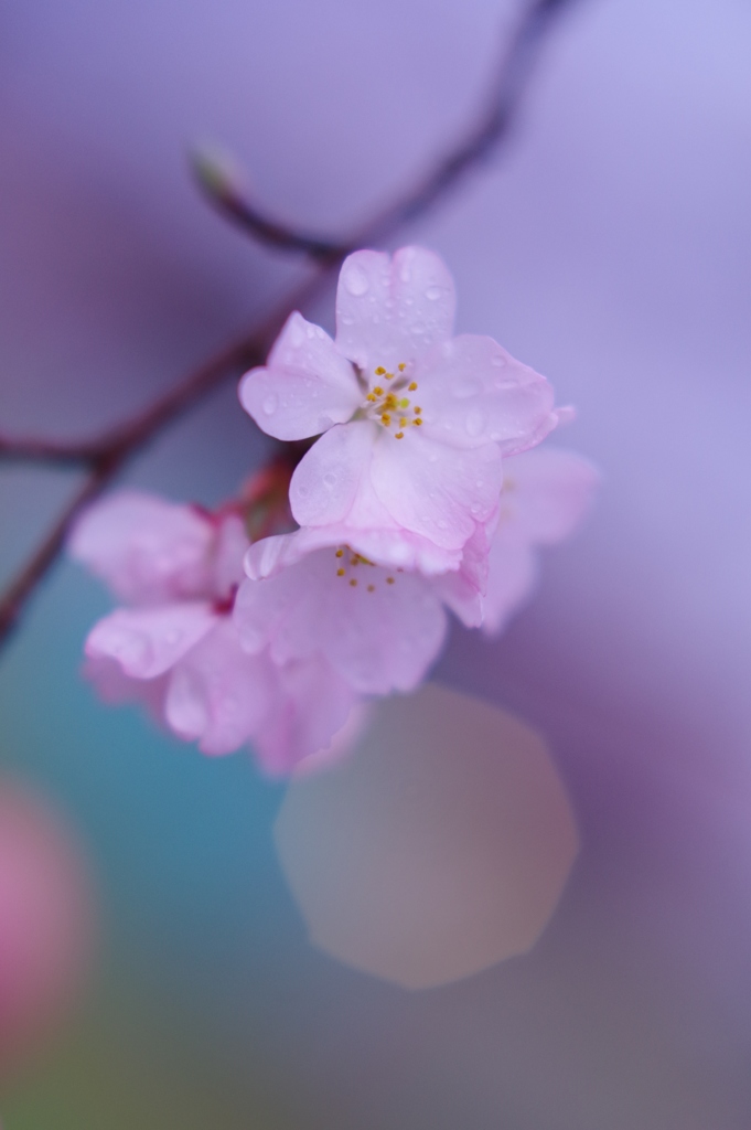 桜