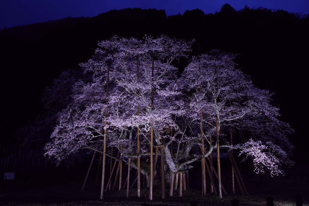 薄墨桜