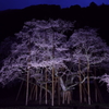 薄墨桜