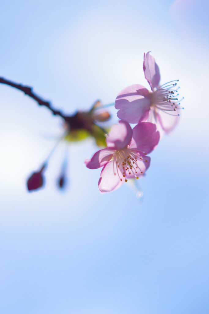 河津桜