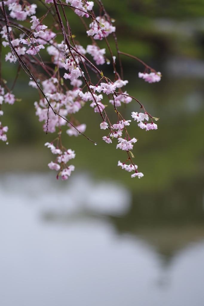 平安神宮