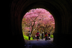 河津桜