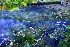 モネの池①