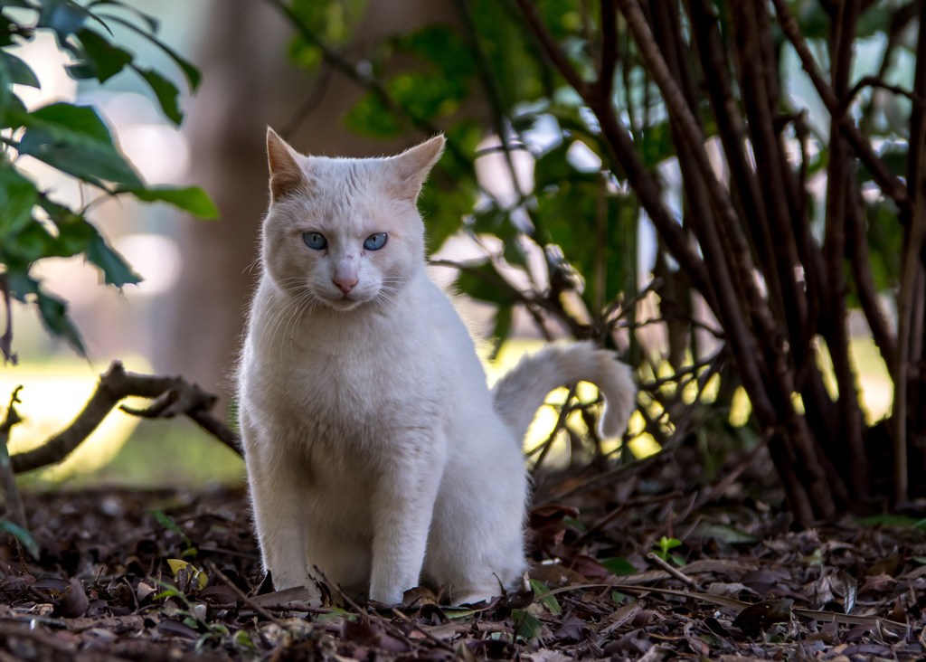 野良猫。