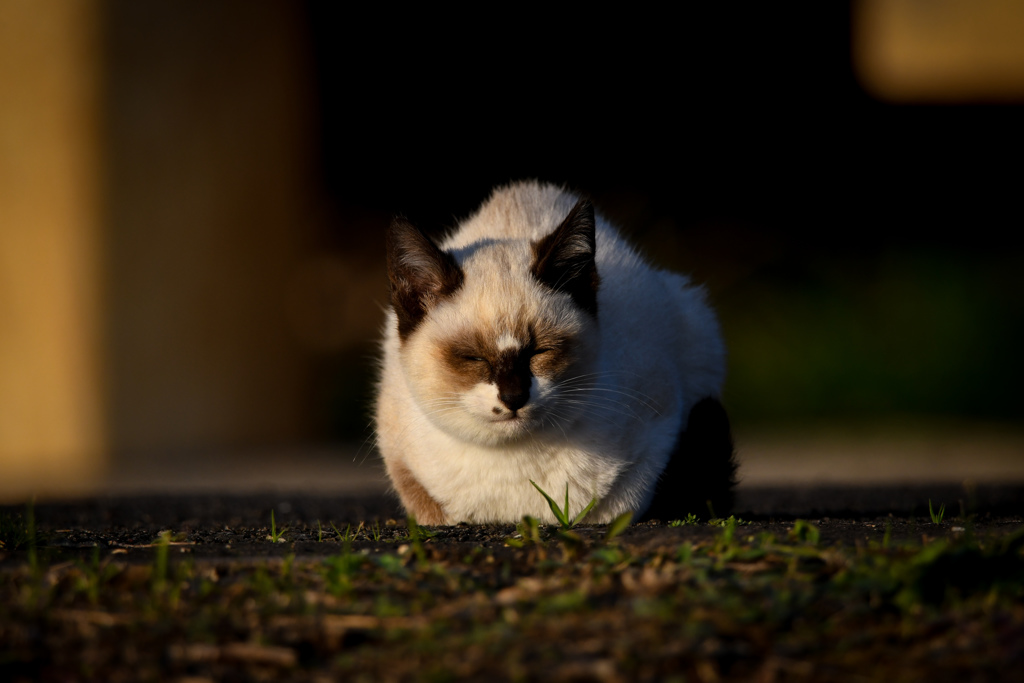 DSC_8681
