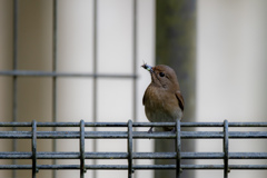 この子は何て鳥ですか？