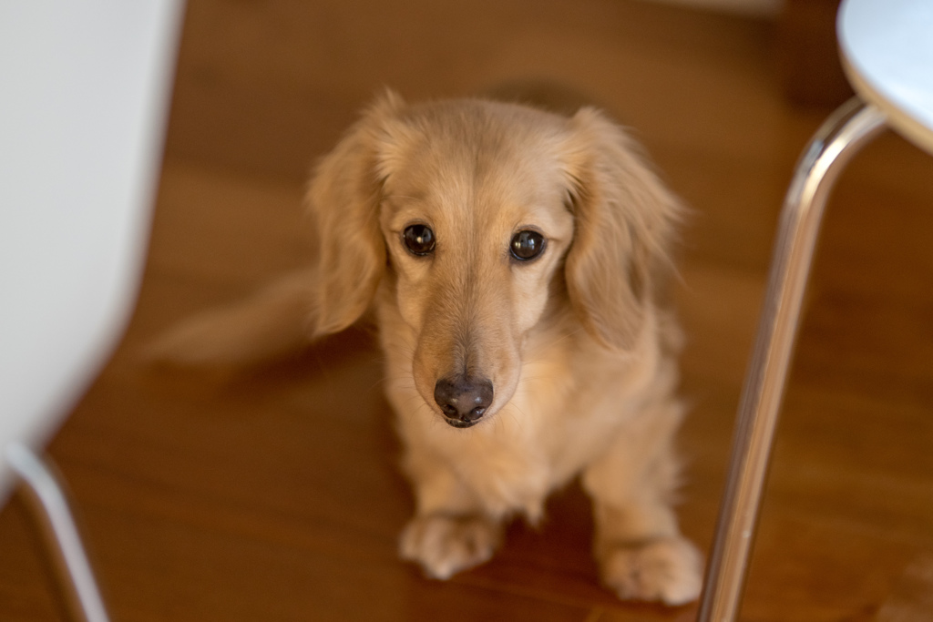 愛犬のミルク。