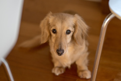 愛犬のミルク。