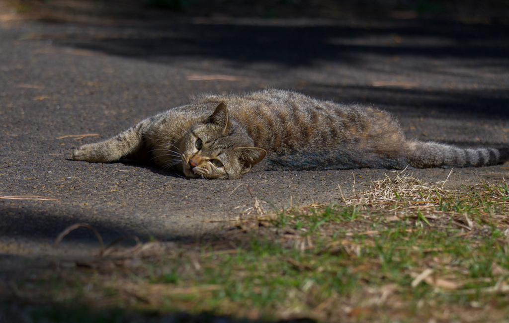 のら猫