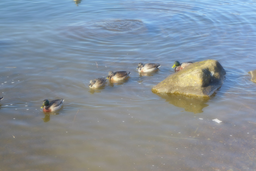 のどかな湖　