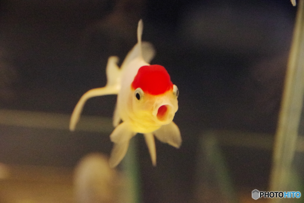 すみだ水族館　金魚