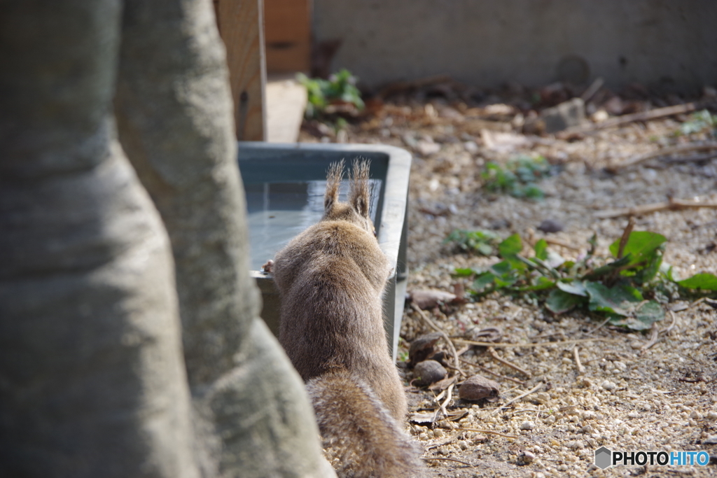 こっそり給水