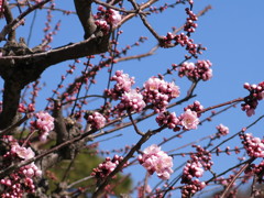 桜，咲！