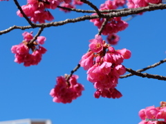 冬の花