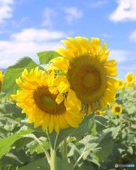Hawaiiの風景『Twin Sunflower』