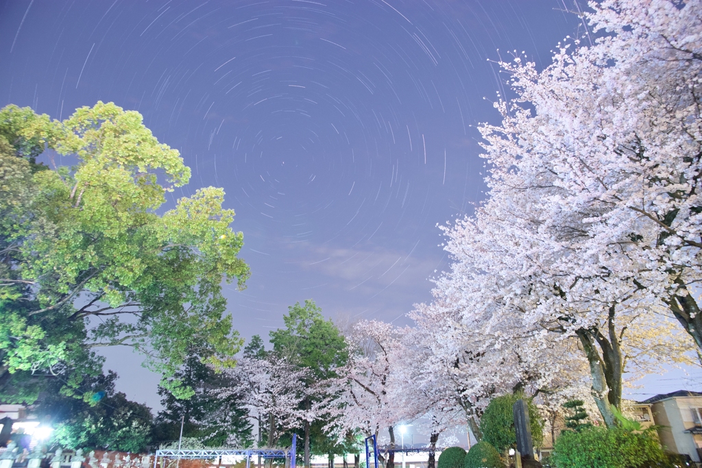 夜桜と星グルグル