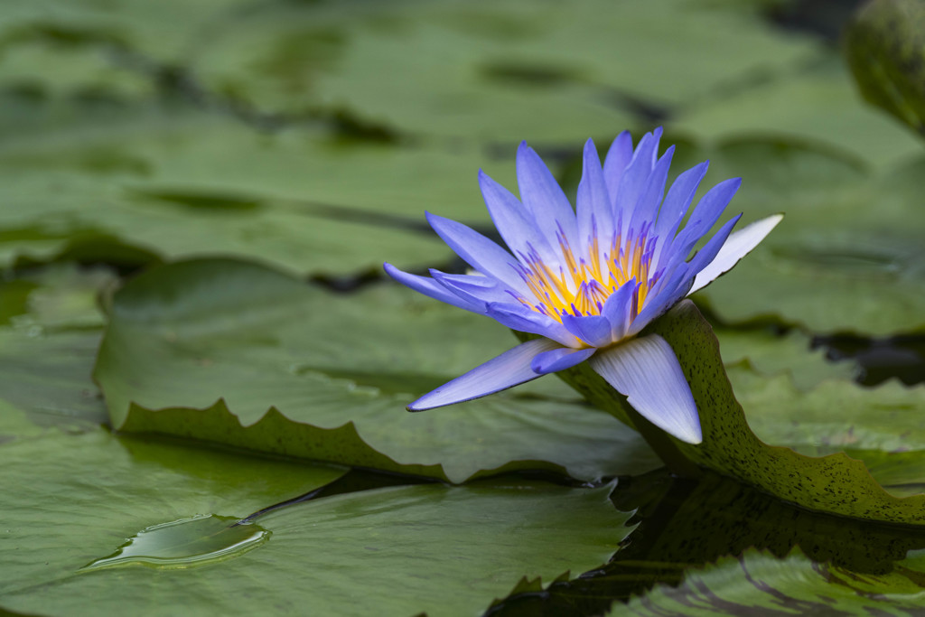 掛川花鳥園の花達-3