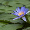 掛川花鳥園の花達-3