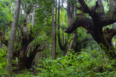 株杉の森の闘い