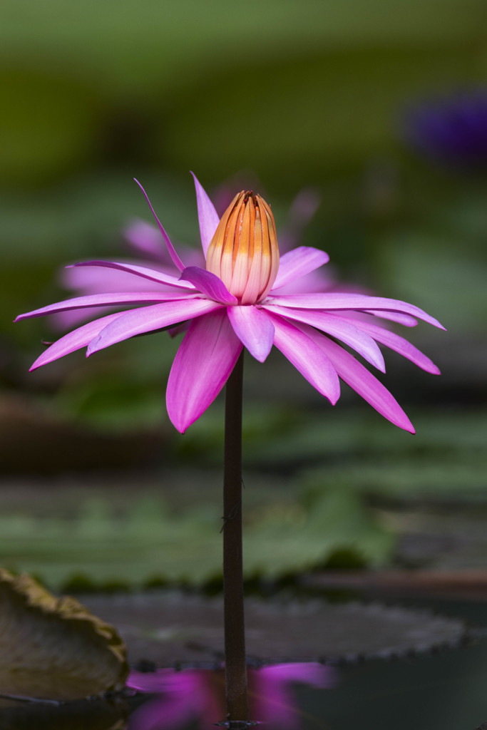掛川花鳥園の花達-2