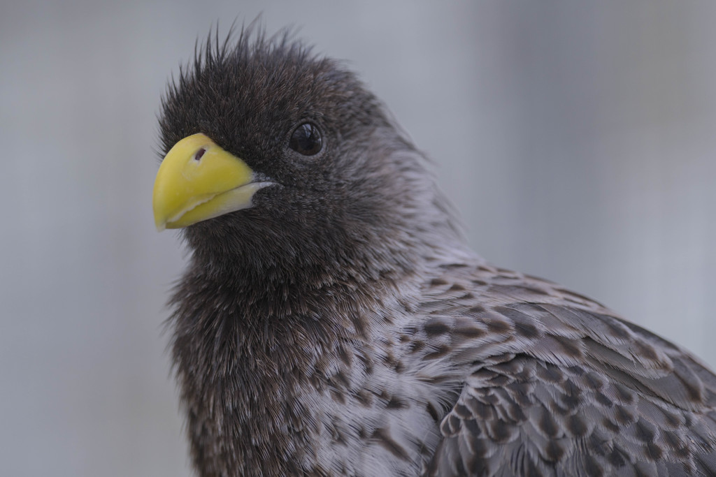 掛川花鳥園のスター達（ハイイロエボシドリ）