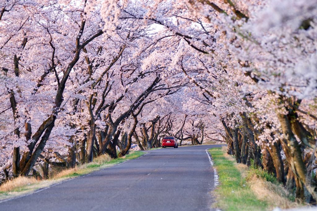 桜トンネル−１