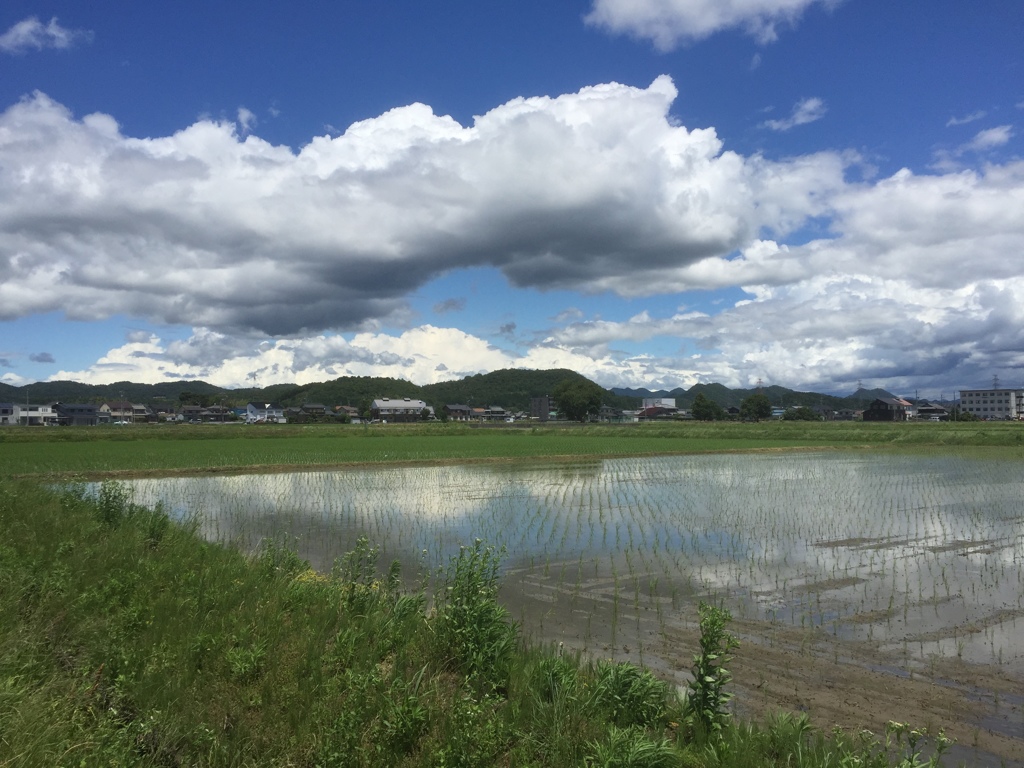 田んぼの雲