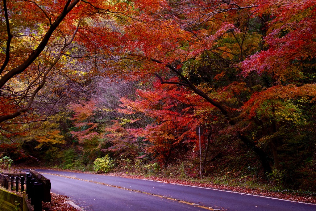 名もなき山での紅葉