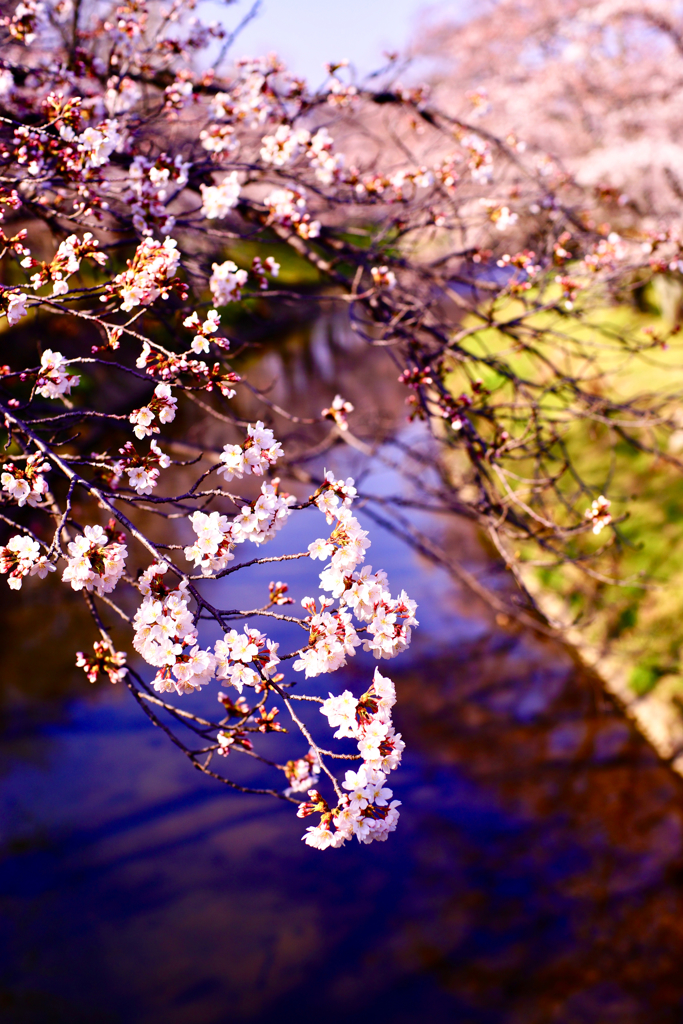 新境川　桜