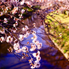 新境川　桜