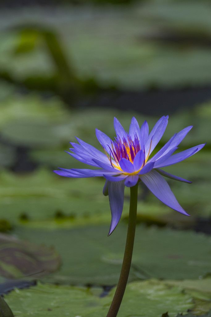 掛川花鳥園の花達-1