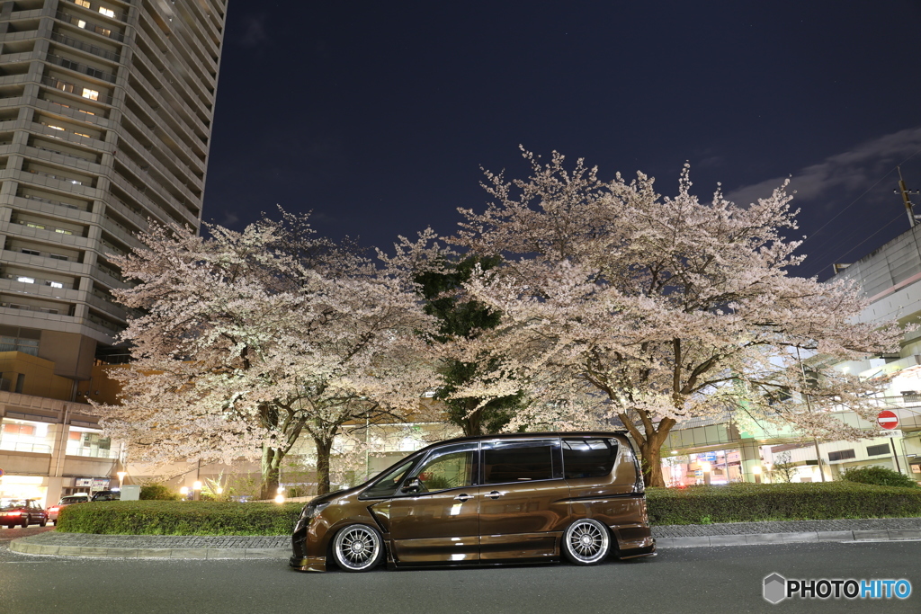 桜＆車