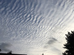 高積雲-波状雲