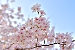 THE 桜