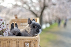 うさぎと桜