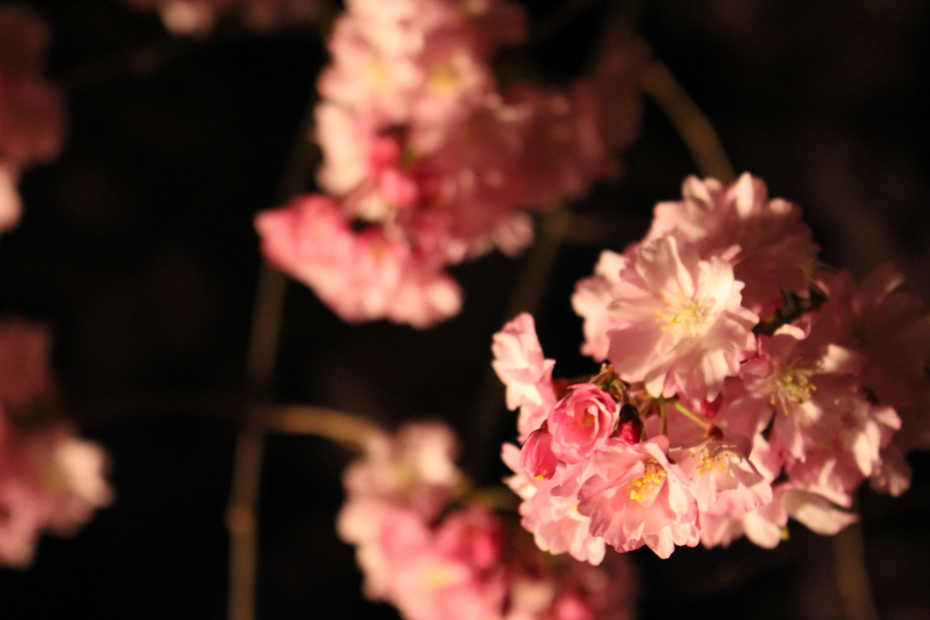 清水寺 桜 接写2