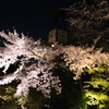 清水寺 桜5