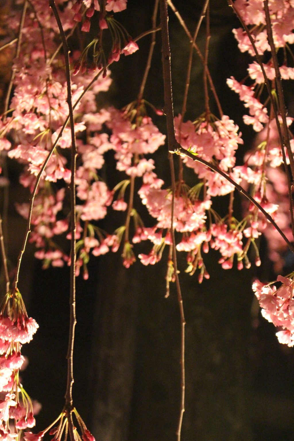 清水寺 桜 接写1