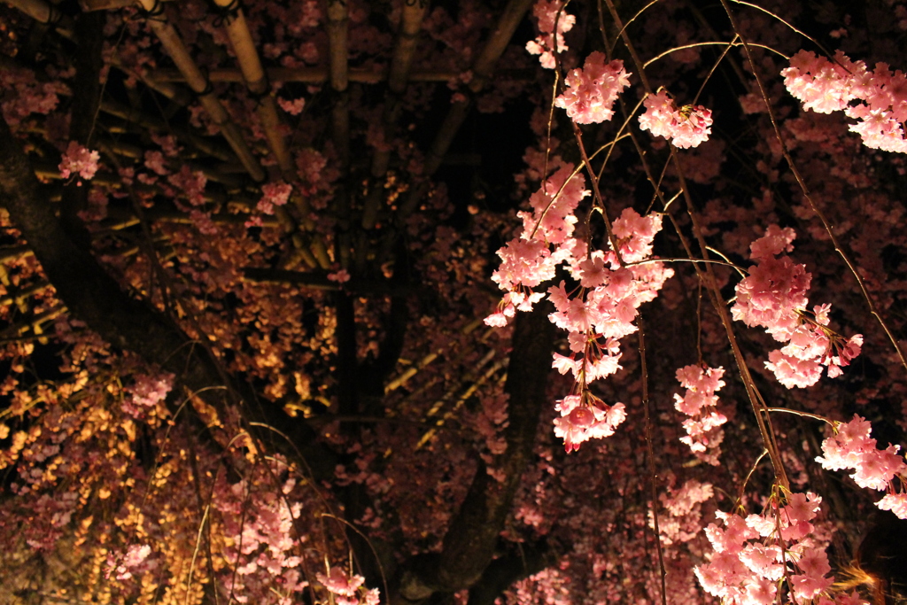 清水寺 桜 接写3