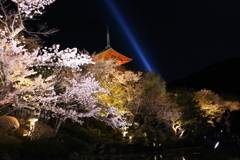 清水寺 桜2