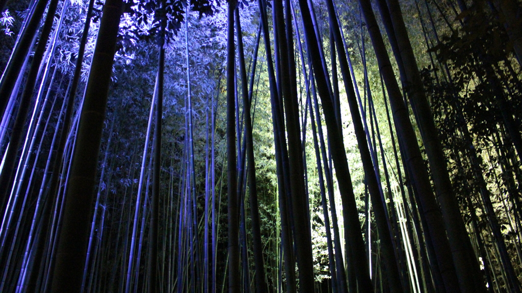 嵐山 竹林（ライトアップ）