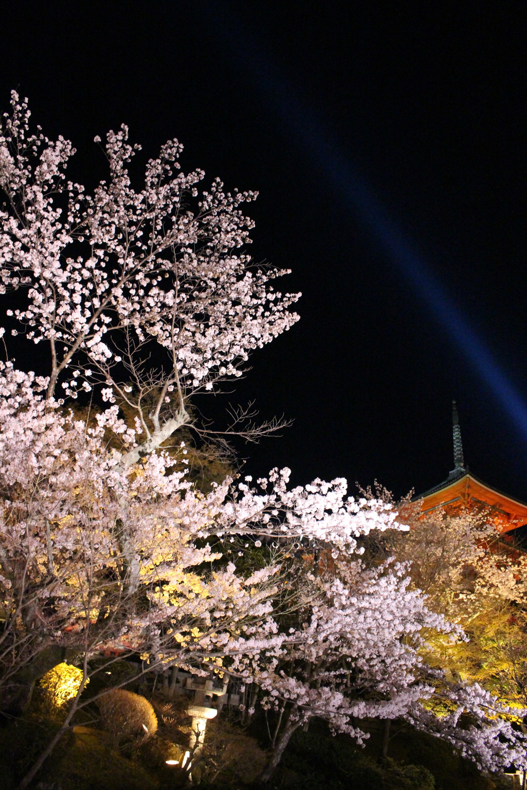 清水寺 桜3