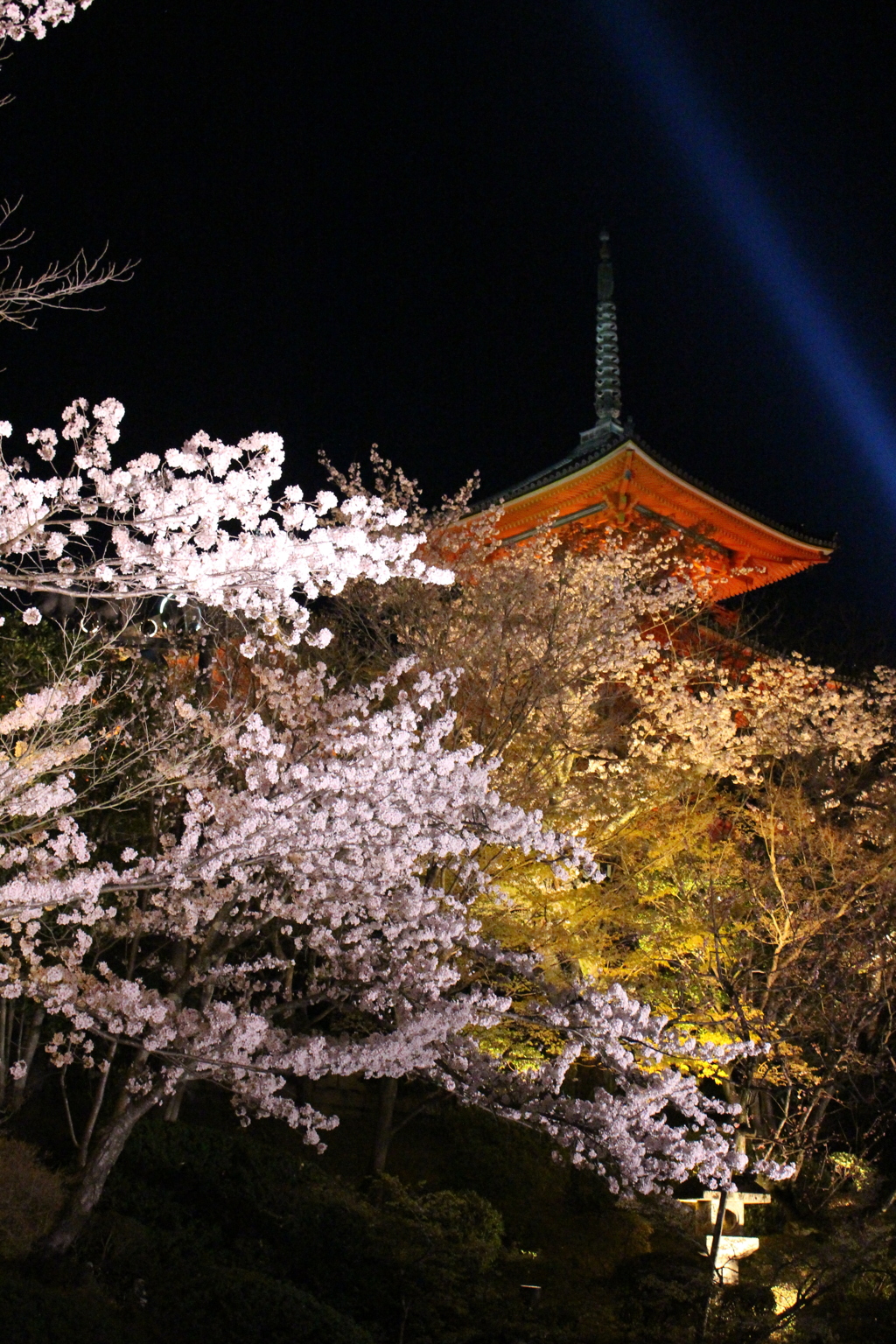 清水寺 桜4