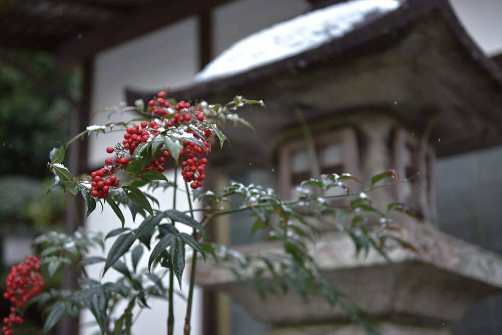 雪と南天