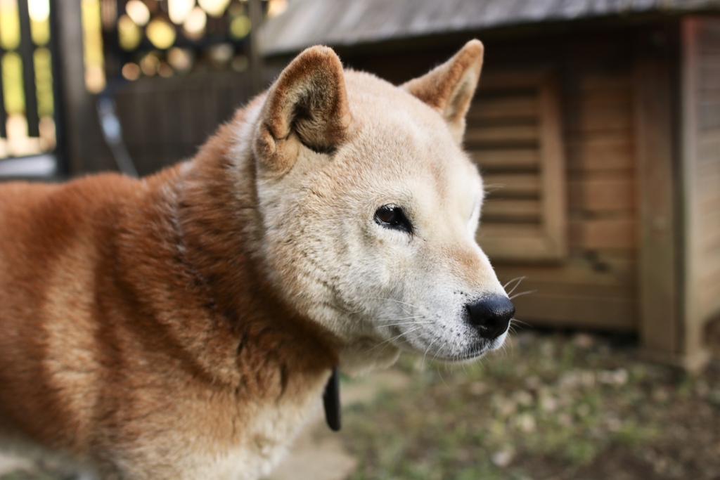 犬