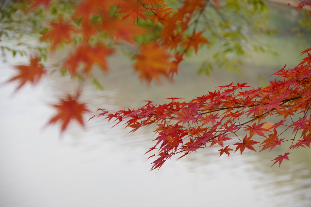 紅葉